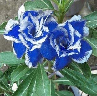 Blue White Adenium Flower Seeds for Planting – Heirloom, Non-GMO, High Germination Organic Garden Seeds