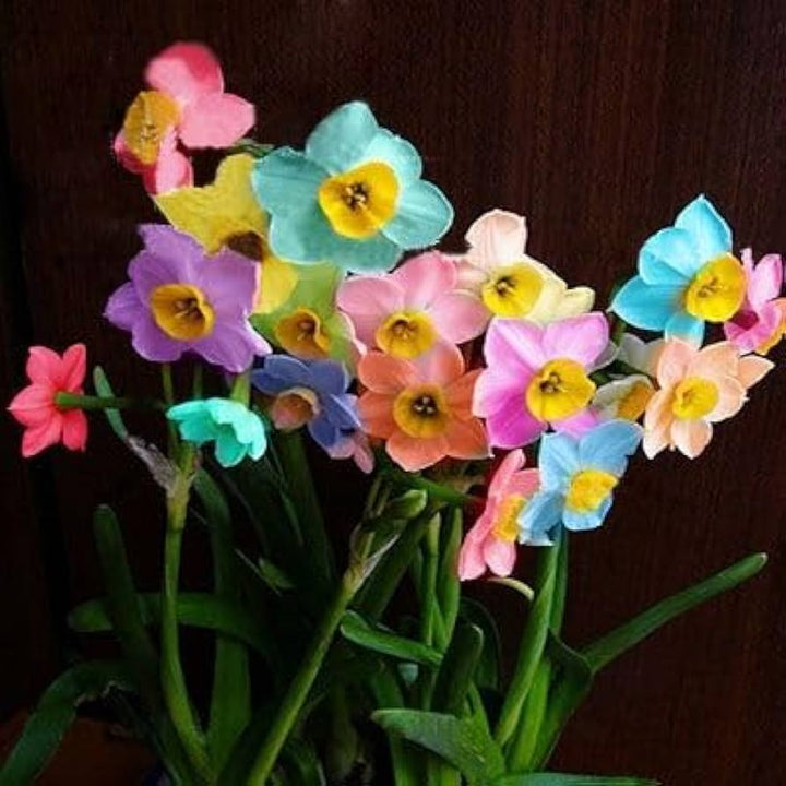 Rainbow Narcissus Flower Seeds – Shade Tolerant Heirloom Non-GMO Seeds for Home Garden