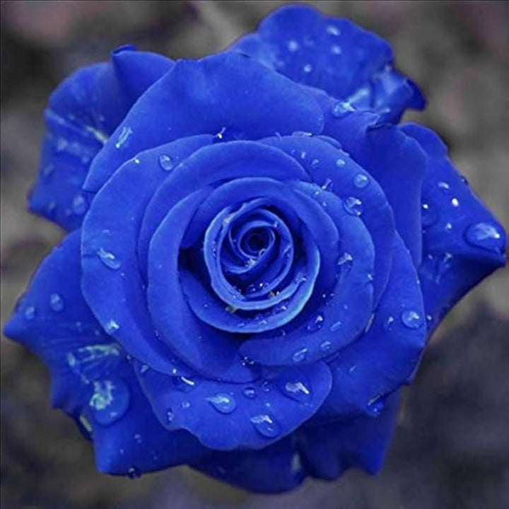Dark Blue Away Rose Flower Seeds for Planting - Heirloom, Non-GMO, High Germination Organic Garden Seeds