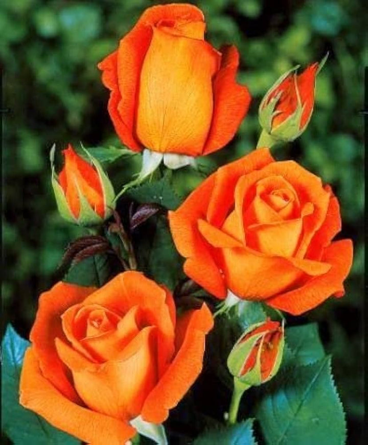 Dark Orange Osiria Rose Flower Seeds for Planting – Heirloom, Non-GMO Wildflower Mix for Home Garden