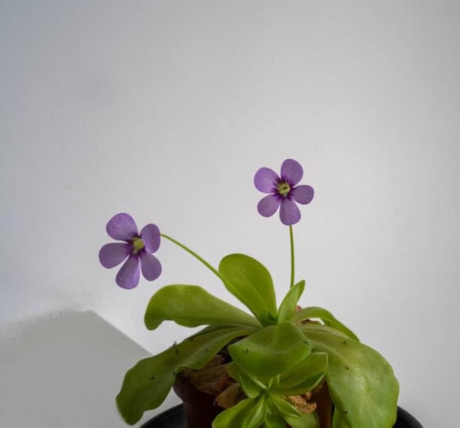 Mexican Butterwort Carnivorous Flower Seeds – Hardy Heirloom Non-GMO Planting