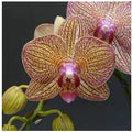 Yellow & Purple Phalaenopsis Orchid Flower Seeds for Planting – Hardy Heirloom, Non-GMO, High Germination Garden Seeds