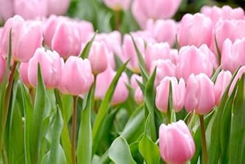Flower Seeds, Seeds,Seeds For Planting,Plant Seeds
