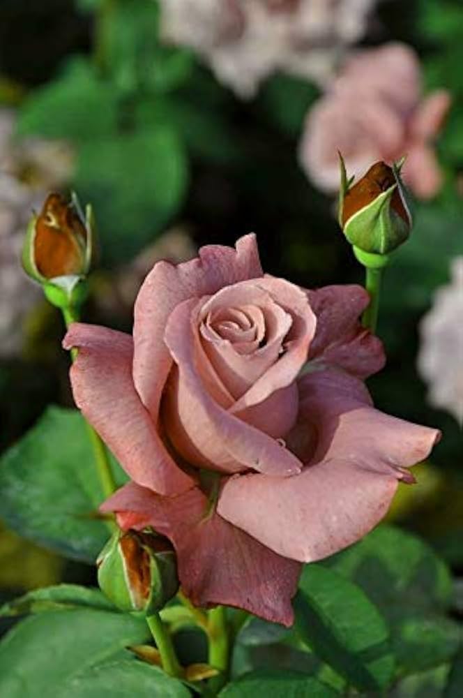 Brown Rose Flower Seeds for Planting – Heirloom, Non-GMO, Pollinator Friendly Organic Garden Seeds