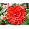 Pink Orange Camellia Flower Seeds for Planting – Heirloom Non-GMO High Germination Organic Garden Seeds