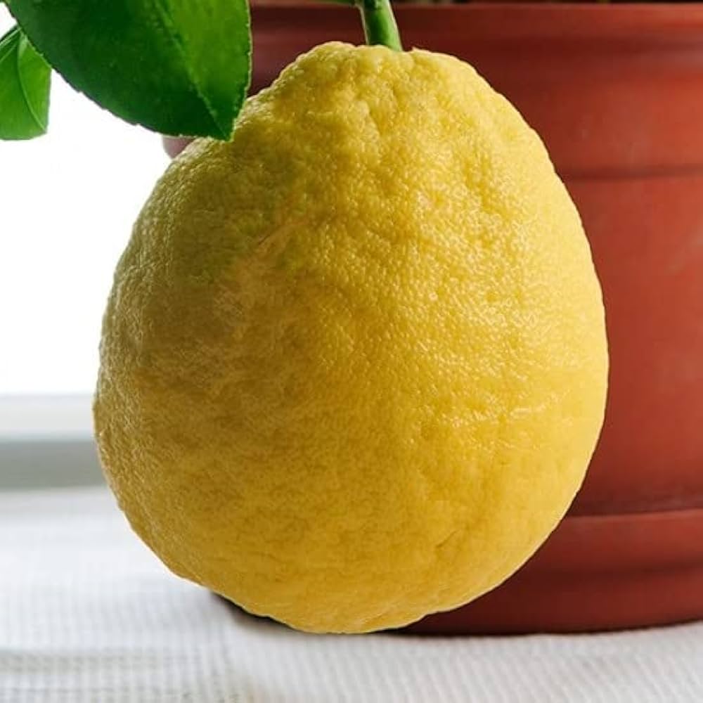Fruit Seeds,Garden seeds, Seeds For Planting,Plant Seeds