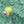 Fruit Seeds,Garden seeds, Seeds For Planting,Plant Seeds
