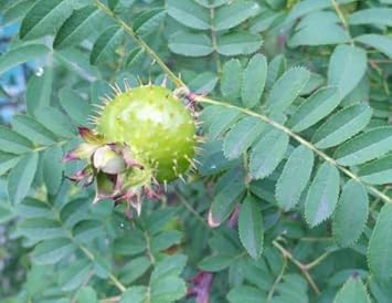 Fruit Seeds,Garden seeds, Seeds For Planting,Plant Seeds
