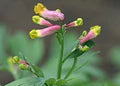Pink Rock Harlequin Flower Seeds for Planting – Seasonal Bloomer Heirloom, Non-GMO, High Germination Garden Seeds