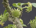 Dorstenia Lavrano Seeds – Heirloom, Non-GMO, Low Maintenance