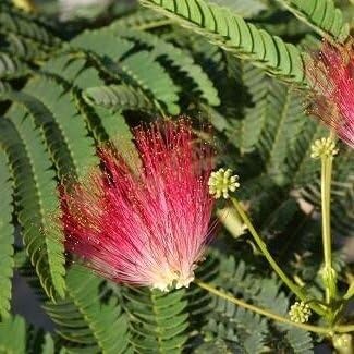Perfume Albizia Mimosa Flower Seeds for Planting | Heirloom Non-GMO Pollinator Friendly Seeds