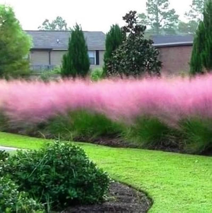 Purple Hairawn Muhly Plant Seeds for Planting – Heirloom & Non-GMO Ornamental Grass Seeds for Landscape Accents
