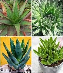 Flower Seeds, Seeds,Seeds For Planting,Plant Seeds