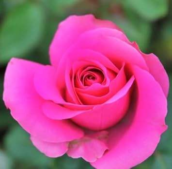 Flower Seeds, Seeds,Seeds For Planting,Plant Seeds
