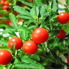 Fruit Seeds,Garden seeds, Seeds For Planting,Plant Seeds