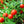 Fruit Seeds,Garden seeds, Seeds For Planting,Plant Seeds