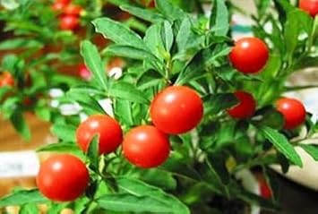 Fruit Seeds,Garden seeds, Seeds For Planting,Plant Seeds