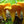 Yellow Chanterelle Mushroom Spores for Planting – Heirloom Non-GMO Gourmet Edible Fungi Seeds with High Germination