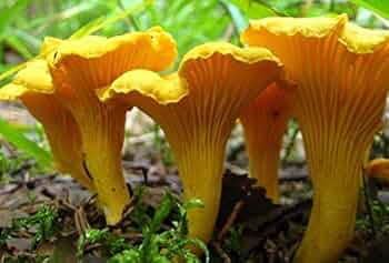 Yellow Chanterelle Mushroom Spores for Planting – Heirloom Non-GMO Gourmet Edible Fungi Seeds with High Germination