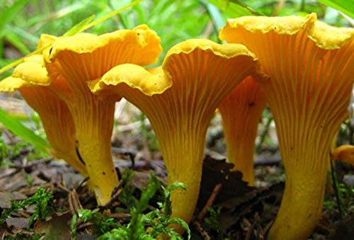 Chanterelle Mushroom Spores for Planting – Heirloom, Non-GMO, Gourmet Edible Fungi – High Germination