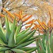Herb Seeds,Garden seeds, Seeds For Planting,Plant Seeds