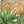 Herb Seeds,Garden seeds, Seeds For Planting,Plant Seeds