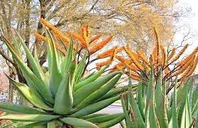 Herb Seeds,Garden seeds, Seeds For Planting,Plant Seeds