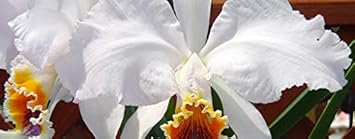 Flower Seeds, Seeds,Seeds For Planting,Plant Seeds