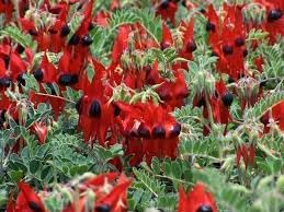 Flower Seeds, Seeds,Seeds For Planting,Plant Seeds