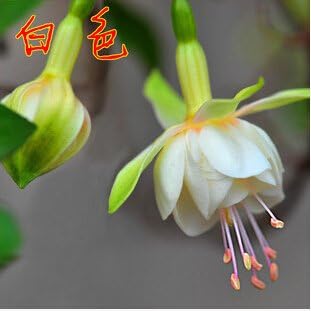 Flower Seeds, Seeds,Seeds For Planting,Plant Seeds