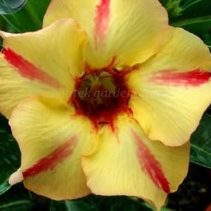 Flower Seeds, Seeds,Seeds For Planting,Plant Seeds