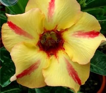 Flower Seeds, Seeds,Seeds For Planting,Plant Seeds