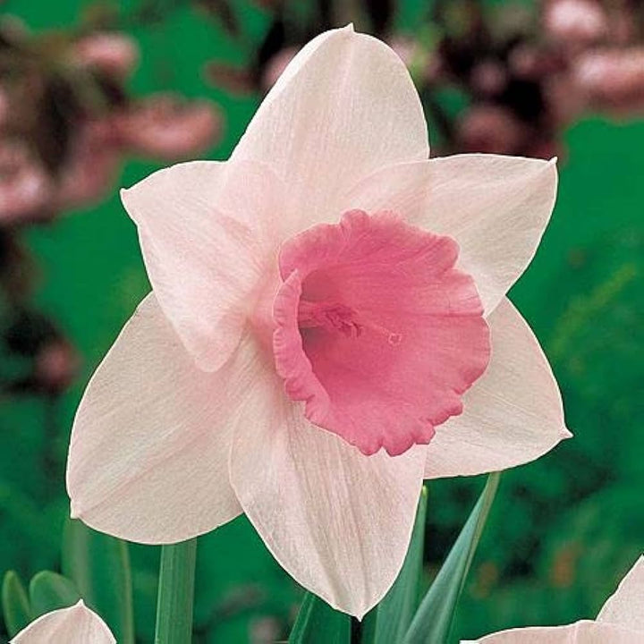 Soft Pink Narcissus Flower Seeds for Planting – Heirloom, Non-GMO, Shade-Tolerant Organic Garden Seeds