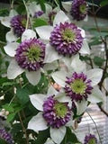White Purple Clematis Flower Seeds for Planting – Heirloom, Non-GMO, High Germination Organic Garden Seeds