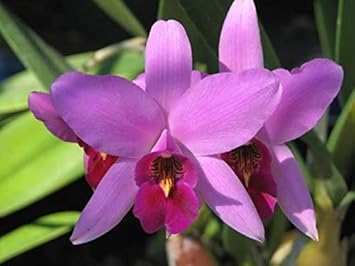 Flower Seeds, Seeds,Seeds For Planting,Plant Seeds