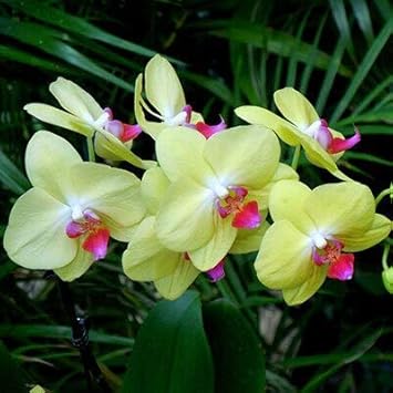 Flower Seeds, Seeds,Seeds For Planting,Plant Seeds