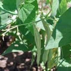 Vegetable Seeds,Garden seeds, Seeds For Planting,Plant Seeds