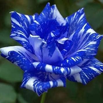 Flower Seeds, Seeds,Seeds For Planting,Plant Seeds