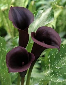 Flower Seeds, Seeds,Seeds For Planting,Plant Seeds