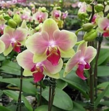 Green Pink Phalaenopsis Orchid Flower Seeds for Planting – Heirloom, Non-GMO, Organic Garden Seeds