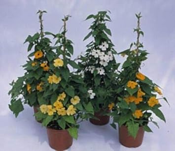 Flower Seeds, Seeds,Seeds For Planting,Plant Seeds