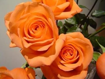 Flower Seeds, Seeds,Seeds For Planting,Plant Seeds