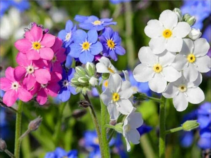Mix Nezabudka Flower Seeds for Planting – Heirloom, Non-GMO, Sun Loving, High Germination