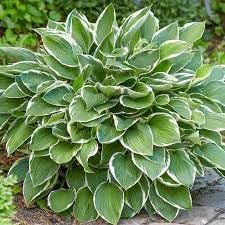 Flower Seeds, Seeds,Seeds For Planting,Plant Seeds