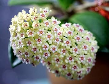 Flower Seeds, Seeds,Seeds For Planting,Plant Seeds