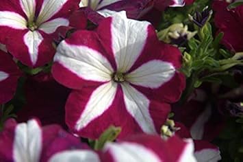 Flower Seeds, Seeds,Seeds For Planting,Plant Seeds