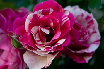 Flower Seeds, Seeds,Seeds For Planting,Plant Seeds