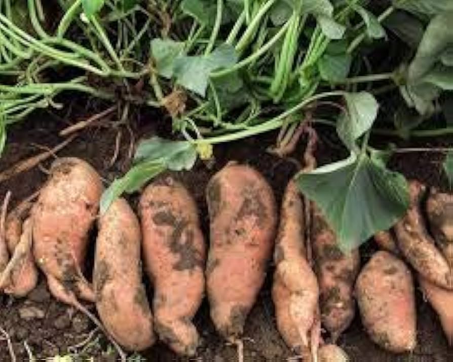 Brown Sweet Potato Seeds for Planting – Heirloom Non‑GMO High Germination Organic Garden Seeds Nutritious Root Vegetable