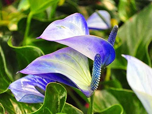 Green Blue Anthurium Linden Flower Seeds for Planting – Heirloom, Non-GMO, Shade-Tolerant Garden Seeds