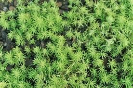 Flower Seeds, Seeds,Seeds For Planting,Plant Seeds